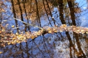 Sligo Creek, October
